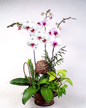 China Congratulation China,,China:butterfly orchids